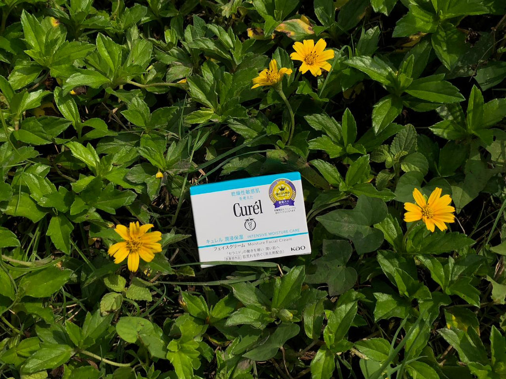 Box of Curel Intensive Moisture Cream placed on green foliage with yellow flowers outdoors.